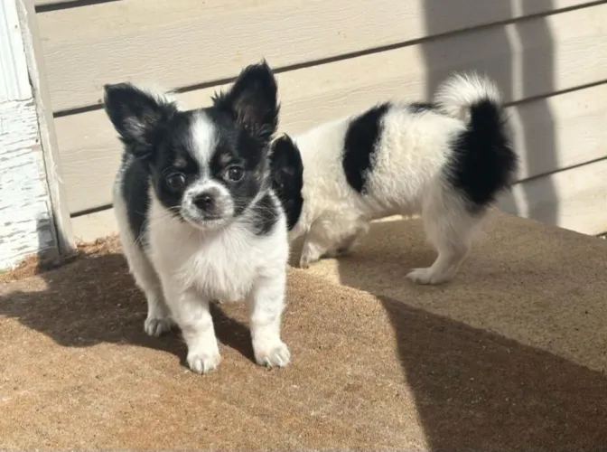 Chihuahua: Corajoso, esperto e o protetor mais fofo do seu lar!
