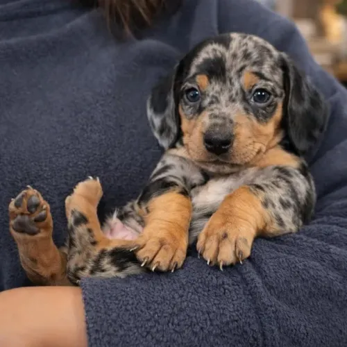 Dachshund Teckel Alerquim Para Quem Busca Raridade.