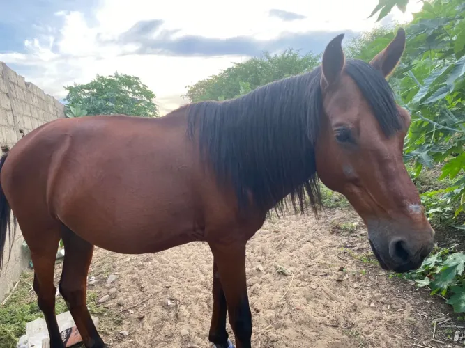 Cavalo de esquipada 