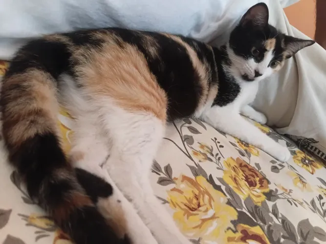 Linda gatinha tricolor