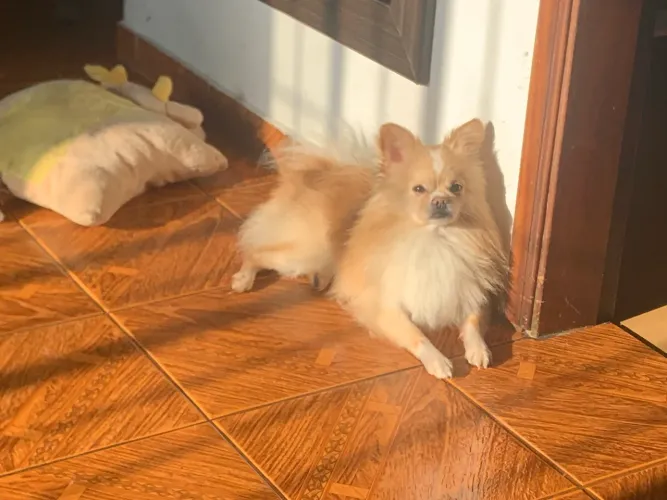 Doa- se cachorros 