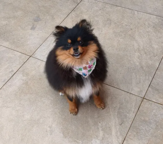 Spitz macho
