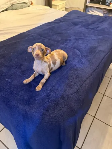 Vendo Pincher macho Alerquim