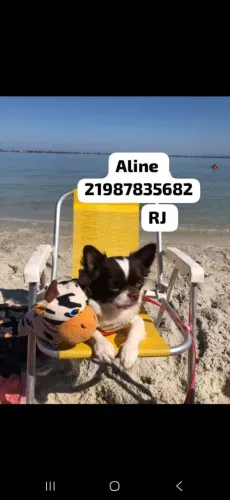 Chihuahua Padreador Top Pelo Longo 2 anos Pedigree Vacinado! Aceito cartão