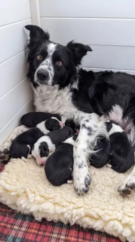 Filhote de Border Collie para doação