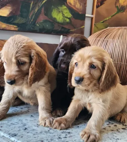 Cocker Spaniel Inglês - Machos e Fêmeas a Disponíveis!