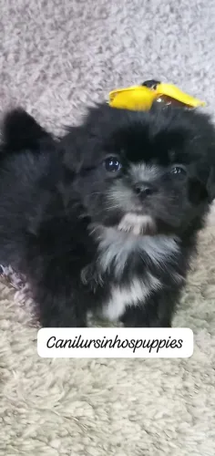 lhasa apso confiança credibilidade unica garanta seu