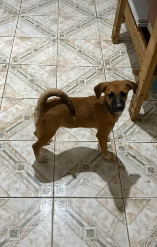 ADOÇÃO RESPONSÁVEL
