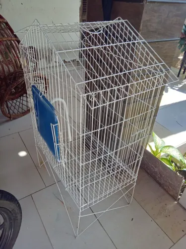 Gaiolas e viveiro usada é muito consercadas e vai proporcionar o bem estar ao seu amigo al