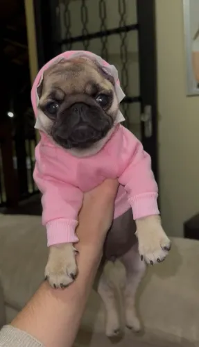 Fêmea de pug legítimas gordinhas é bem pequenas 
