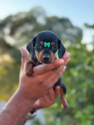 Dachshund | Filhote cheios de energia