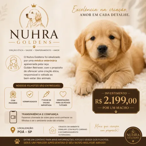 Filhotes Golden Retriever