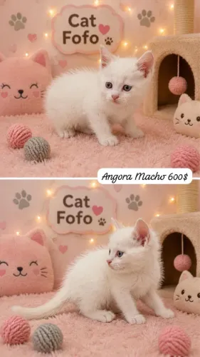 Angora lindos bebes