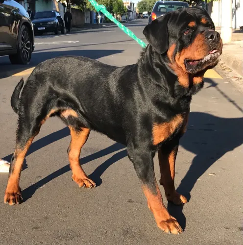 Rottweiler DISPONÍVEL