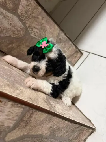 Filhote de poodle toy fêmea