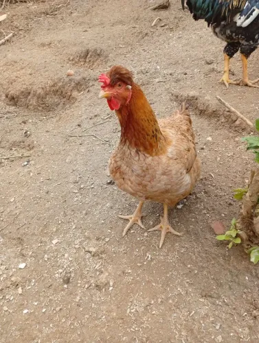 galinha gsb
