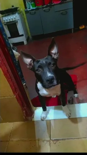 Vendo lindo filhote de Pit Bull