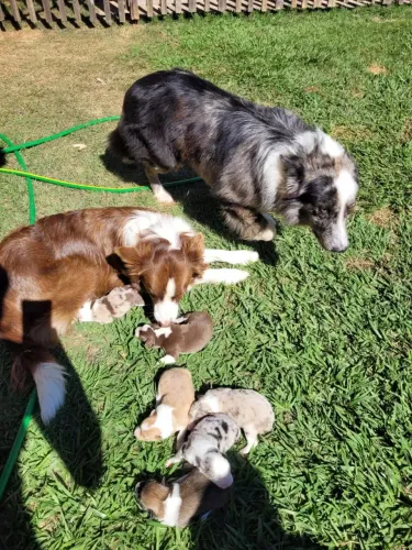 Border Collie