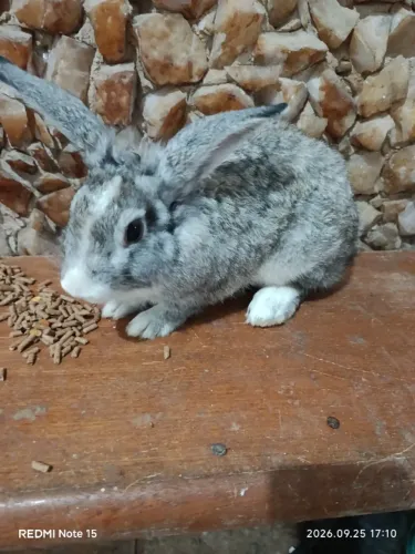 Coelhos para adoção
