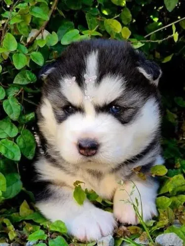 Husky siberiao filhotes