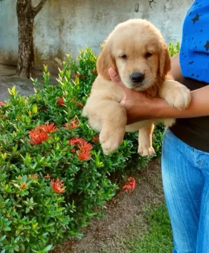 Golden retriever filhote 