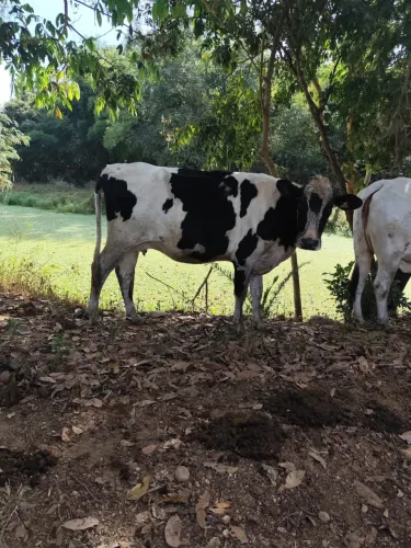 Vendo vacas