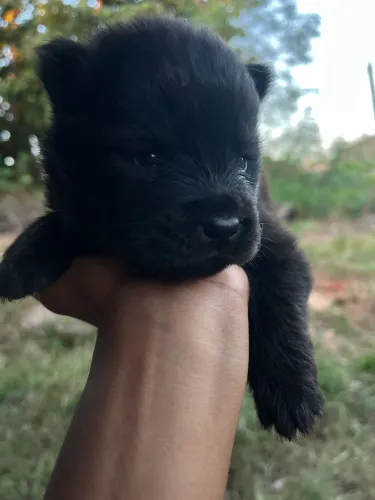 Chow chow