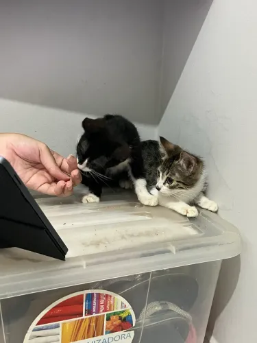 Gatinhos machos para adoção 