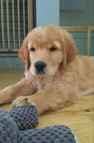 Golden Retriever Filhotinho que pode ser a melhor escolha da sua busca