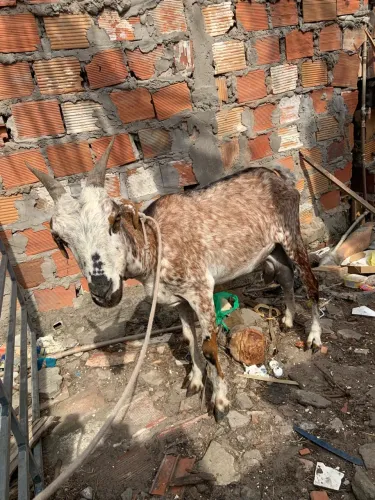 Cabra 