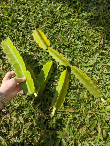 Mudas de Pitaya Branca Auto Férteis 