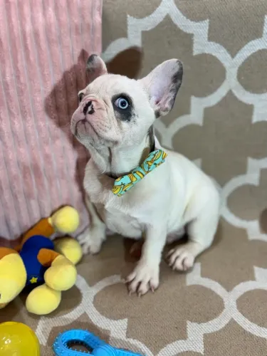 Bulldog francês TOP com 2 olhos AZUIS - PADRÃO PEQUENO