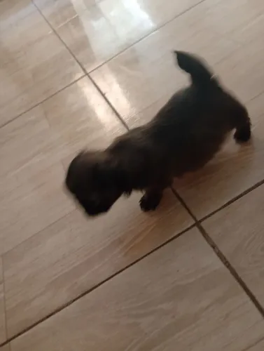 Shitzu Mini