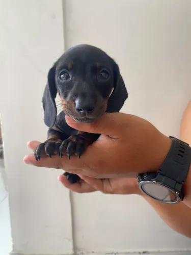 Salsichinha miniatura macho