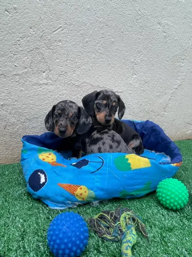 Dachshund macho arlequim 