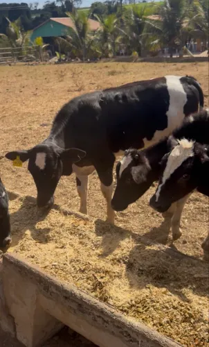 Bezerra leiteira inseminação