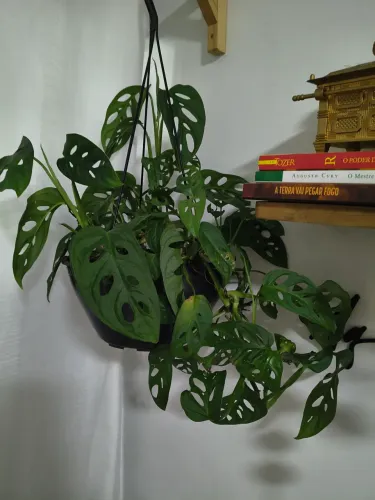 Planta Monstera Adasonic na cuia