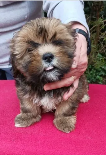 Lhasa Apso Pequeno Preto Macho - Fiel, Atento e Sempre Pronto Para Brincar! 