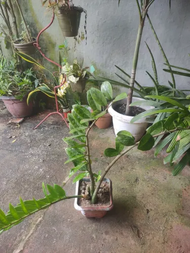 Planta da fortuna -  Linda e fácil de cuidar!