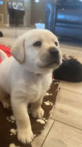 Labrador Retriever, seu novo melhor amigo está aqui!