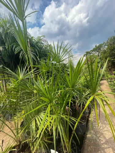 Muda de Buriti