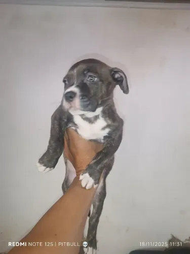 Filhote de Pitbull staffordshire terrier