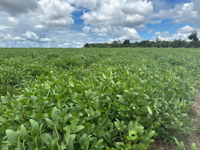 Fazenda arrendamento 2.850hec em gaúcha do norte MT