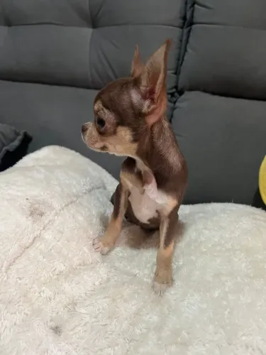 Vendo chihuahua chocolate com branca mini linda 