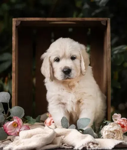Golden Retriever maravilhoso, e doceis, ideal para crianças