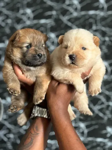 Chow Chow disponível 