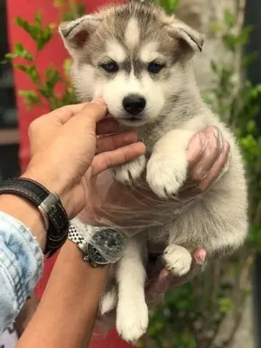 Husky Siberiano - machinho branco e cinza com suporte Vet, 62 dias=Dani