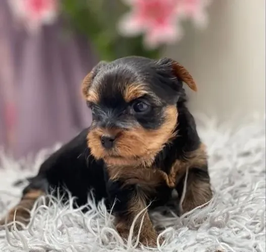 Yorkshire: Ideal para Ambientes Pequenos