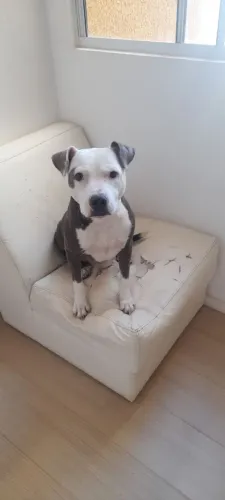 Mestiça de Bull para adoção