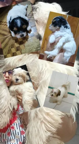 Cachorro Lhasa Apso 